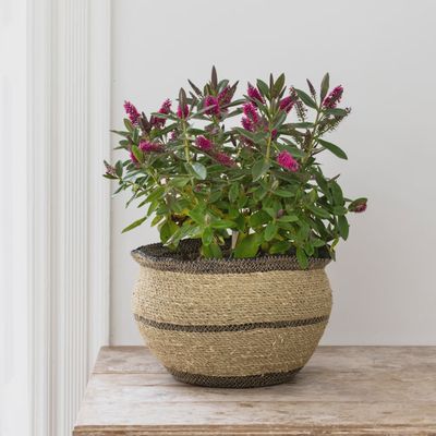G I Seagrass Planter Natural/Black /Large