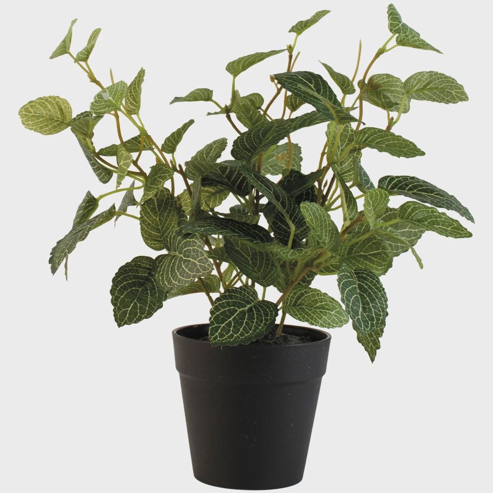 G I Fittonia in Pot