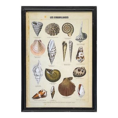 C A Framed Vintage Print Les Coquillages 50x70cm