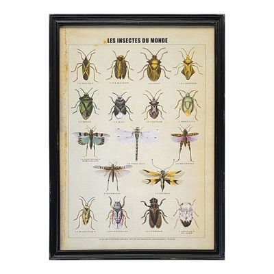 C A Framed Vintage Print/Les Insectes/50x70cm