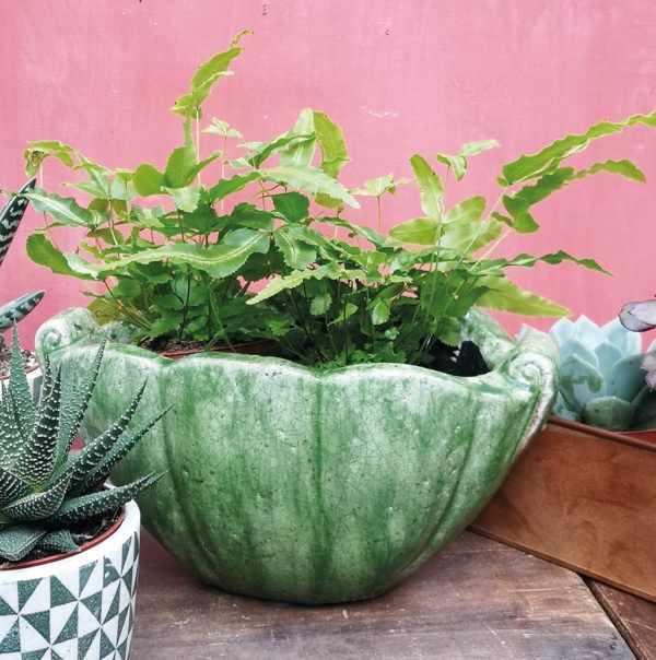 C V Shell Planter/ Verde