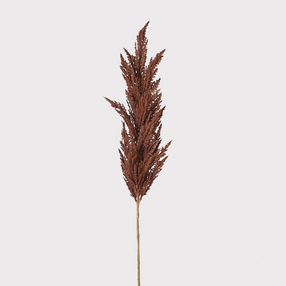 Natural Dried Pampas Grass