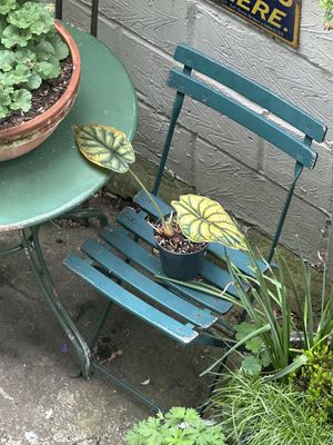 Vintage Fold Up Green Chair