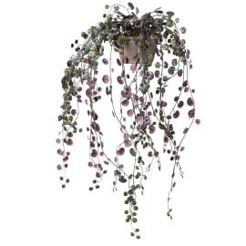 CH Potted Purple Angel Vine