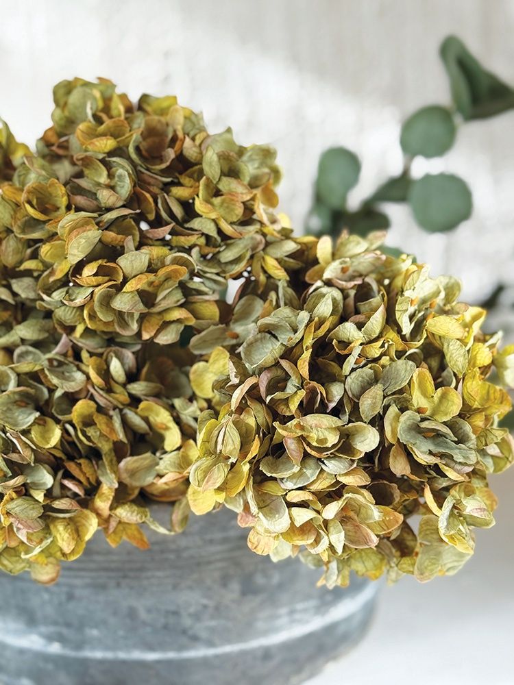 CV/Hydrangea Green 67cm