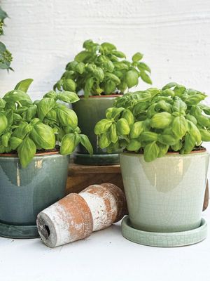 CV Plant Pot Crackle