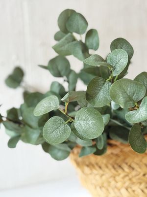 CV Eucalyptus spray 87cm