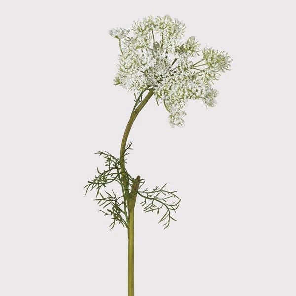 White Queen Ann's Lace