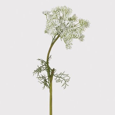 White Queen Ann's Lace