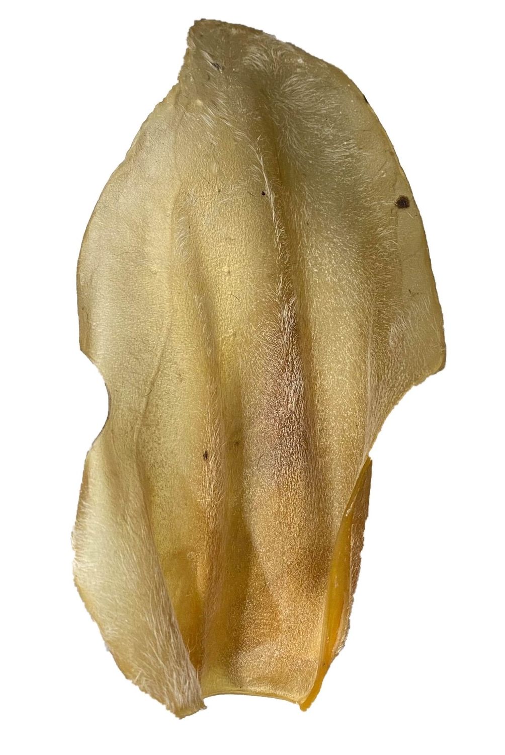 Black Dog Single Cows Ear