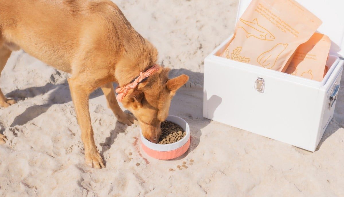 Scratch Mackerel &amp; Salmon Kibble 4kg