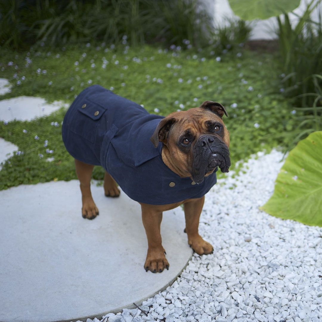 Kazoo Aussie Oilskin Dog Coat Navy 46.5cm