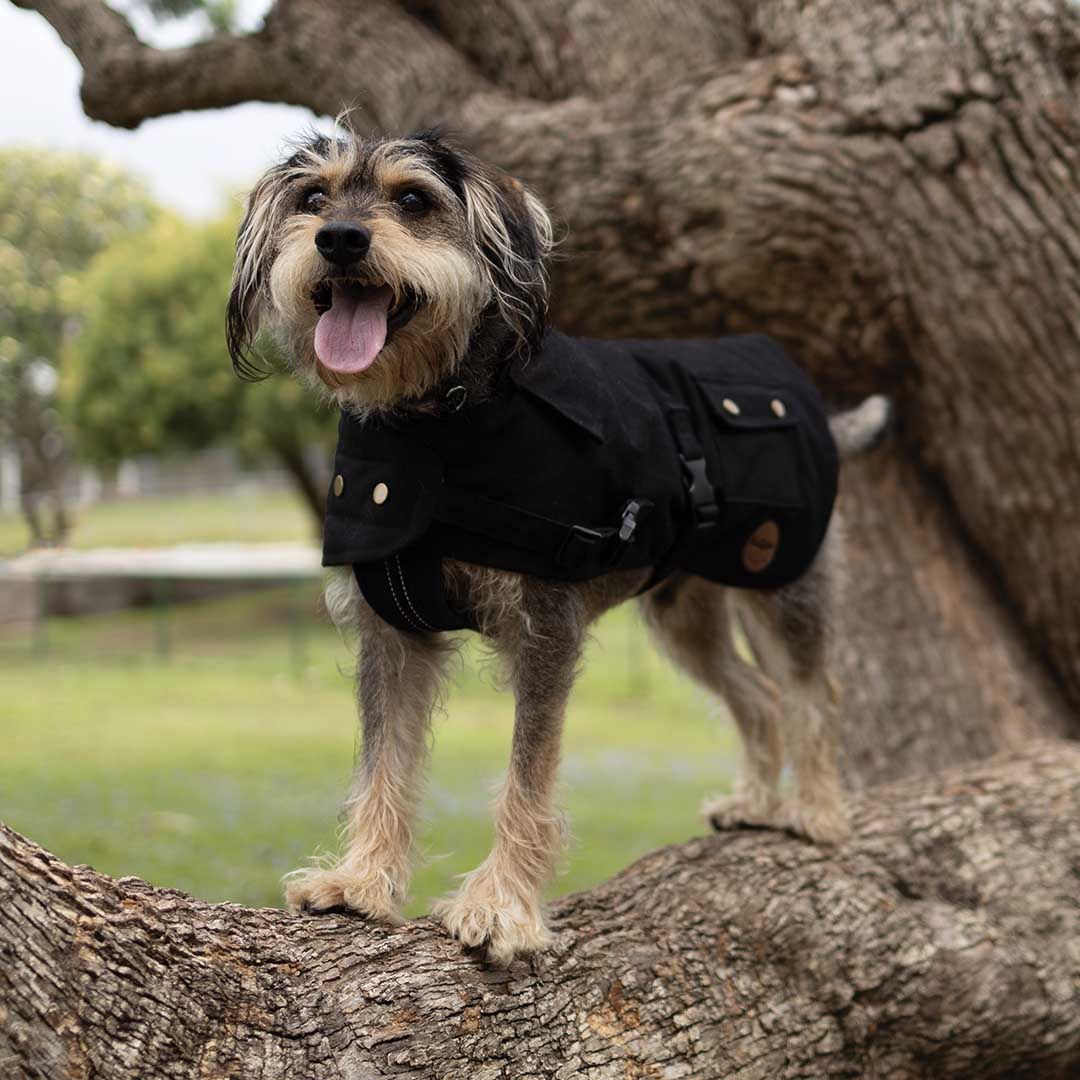 Kazoo Aussie Oilskin Dog Coat Black 66cm