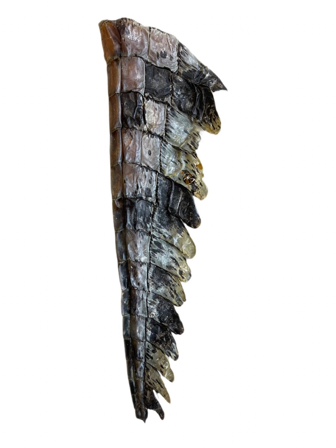 WILDBORNE Crocodile Tail