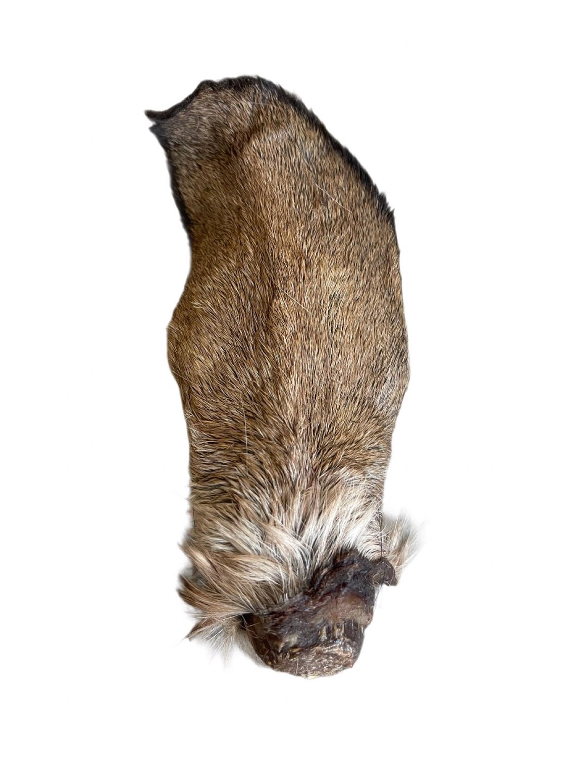WILDBORNE Deer Ears