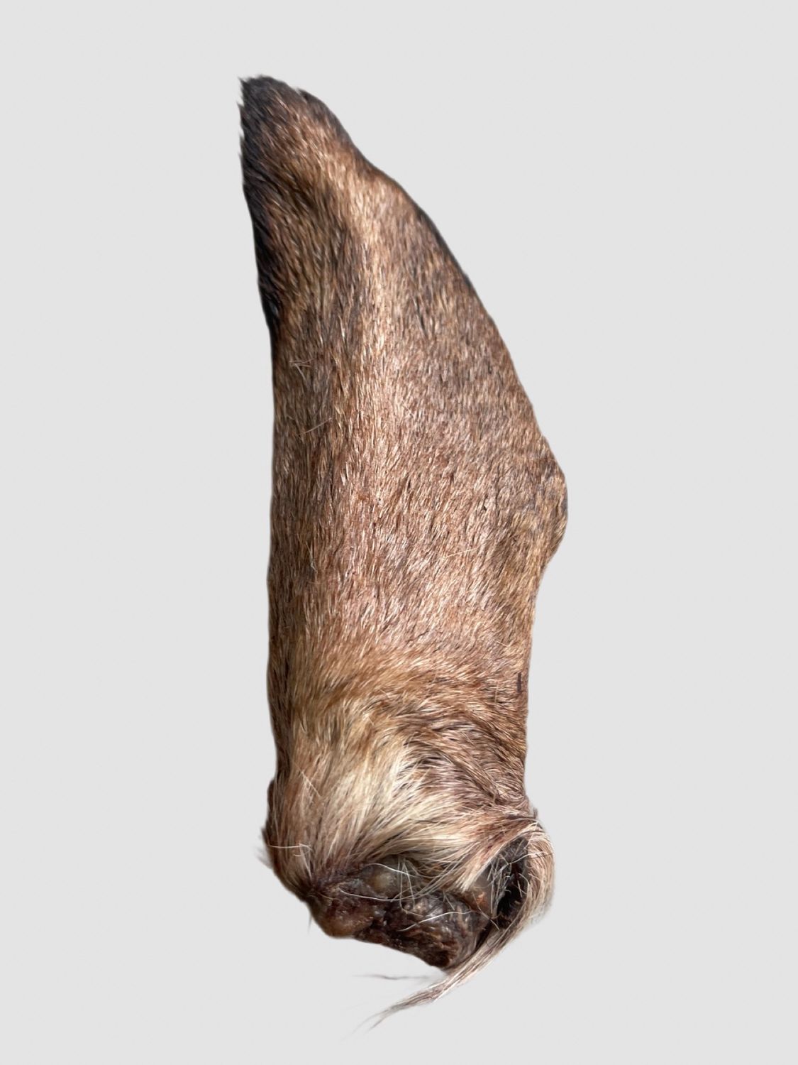 WILDBORNE Goat Ears With Fur