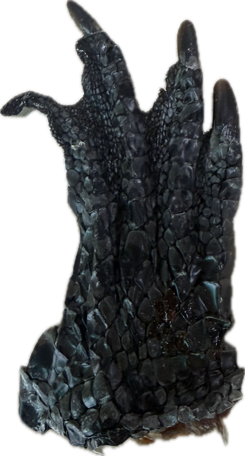 WILDBORNE Crocodile Feet