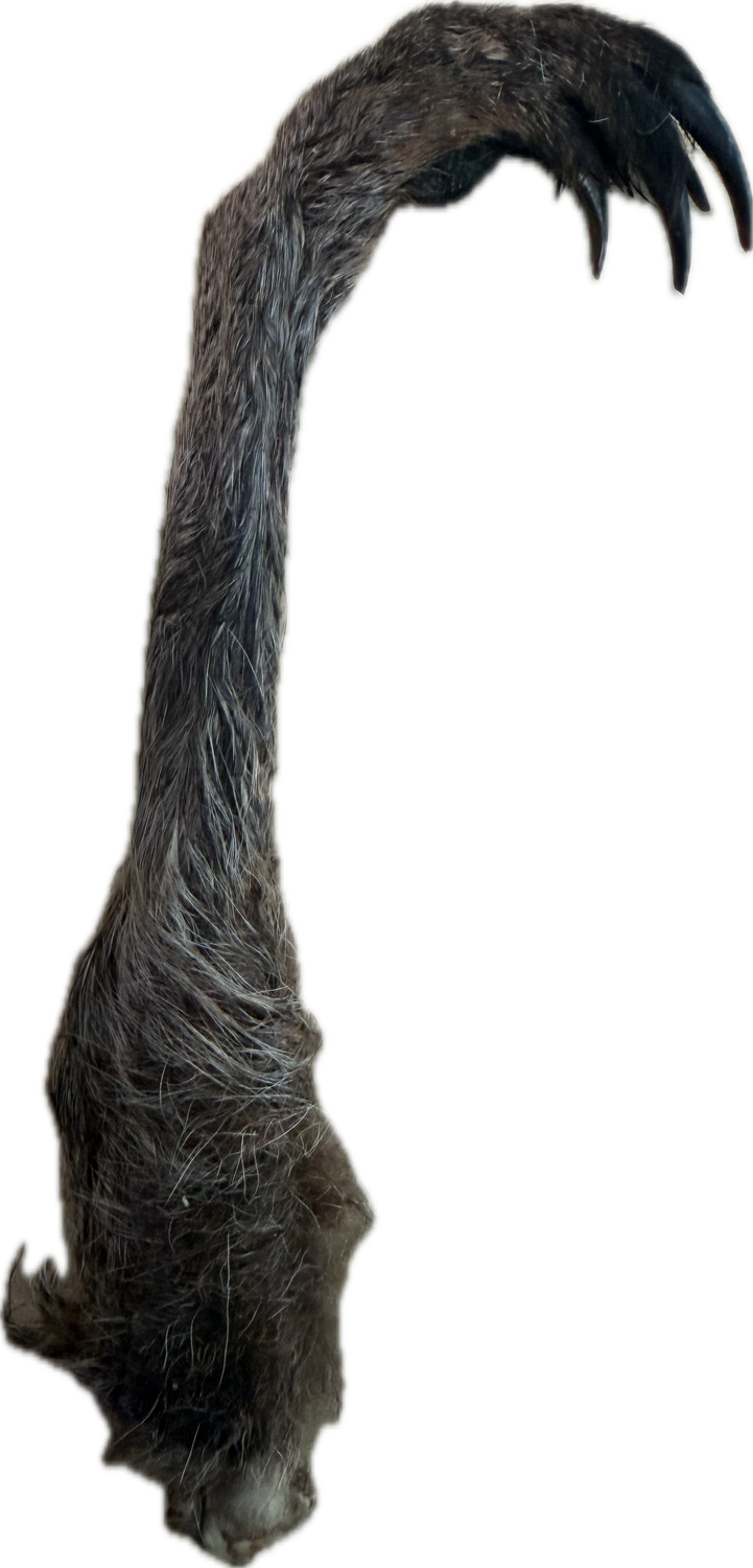 WILDBORNE Kangaroo Arm with Fur