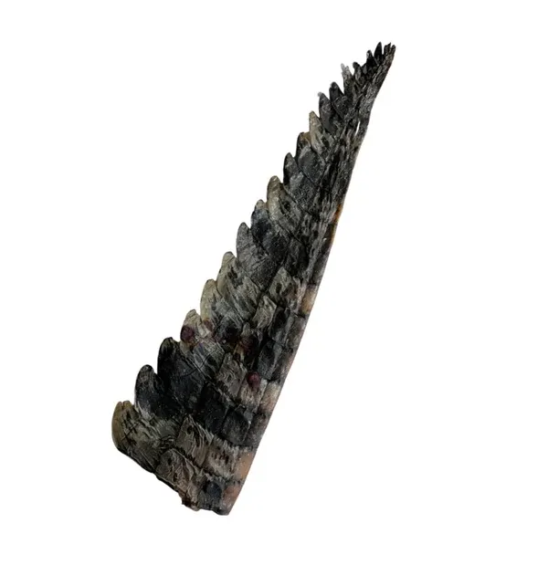 Cubee Chew Crocodile Tail