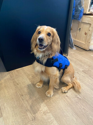 Pet Lifejackets