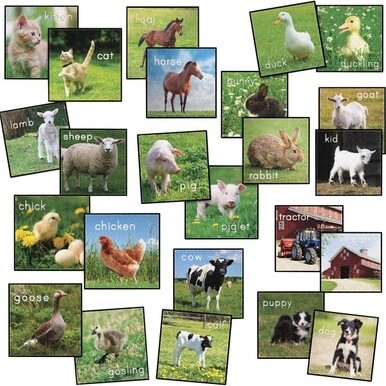Flagship Carpets Barnyard Classroom Seat Squares - Floor Rug - 16&quot; Length x 16&quot; Width x 0.50&quot; Thickness - Square - Multicolor - Yarn