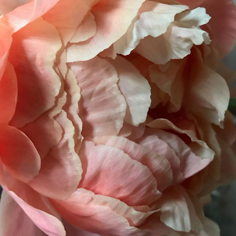 CHAIR ROSE