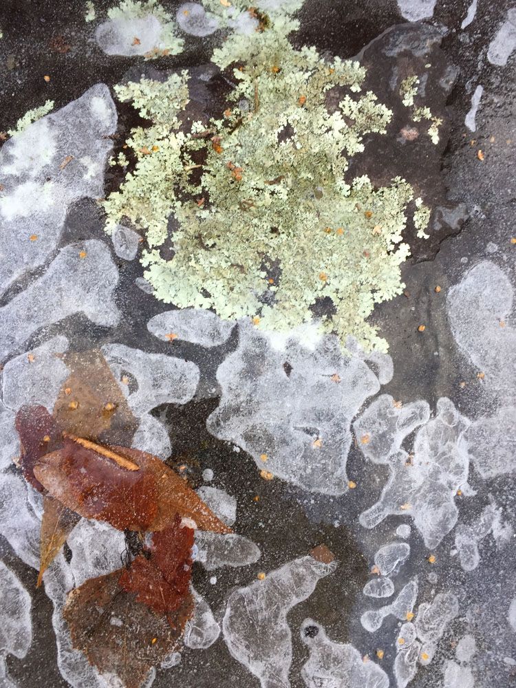 MICROSCOPIE