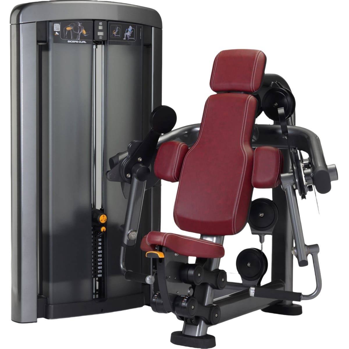 Bicep Curl Ascend Series