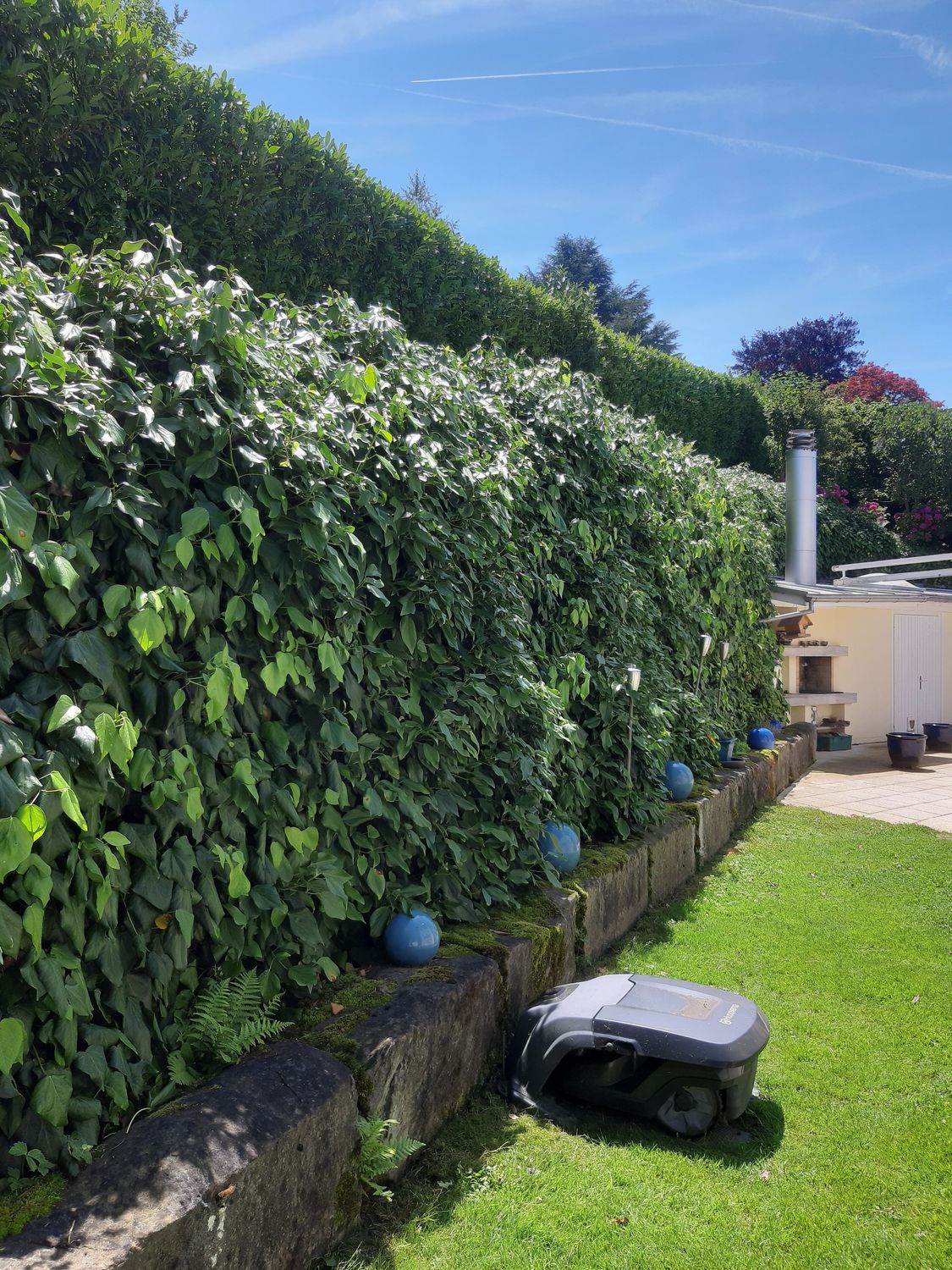Thuja-Hecke ersetzen