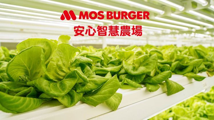 【免運】★美安獨家★全新生活!摩斯安心智慧農場生菜組合