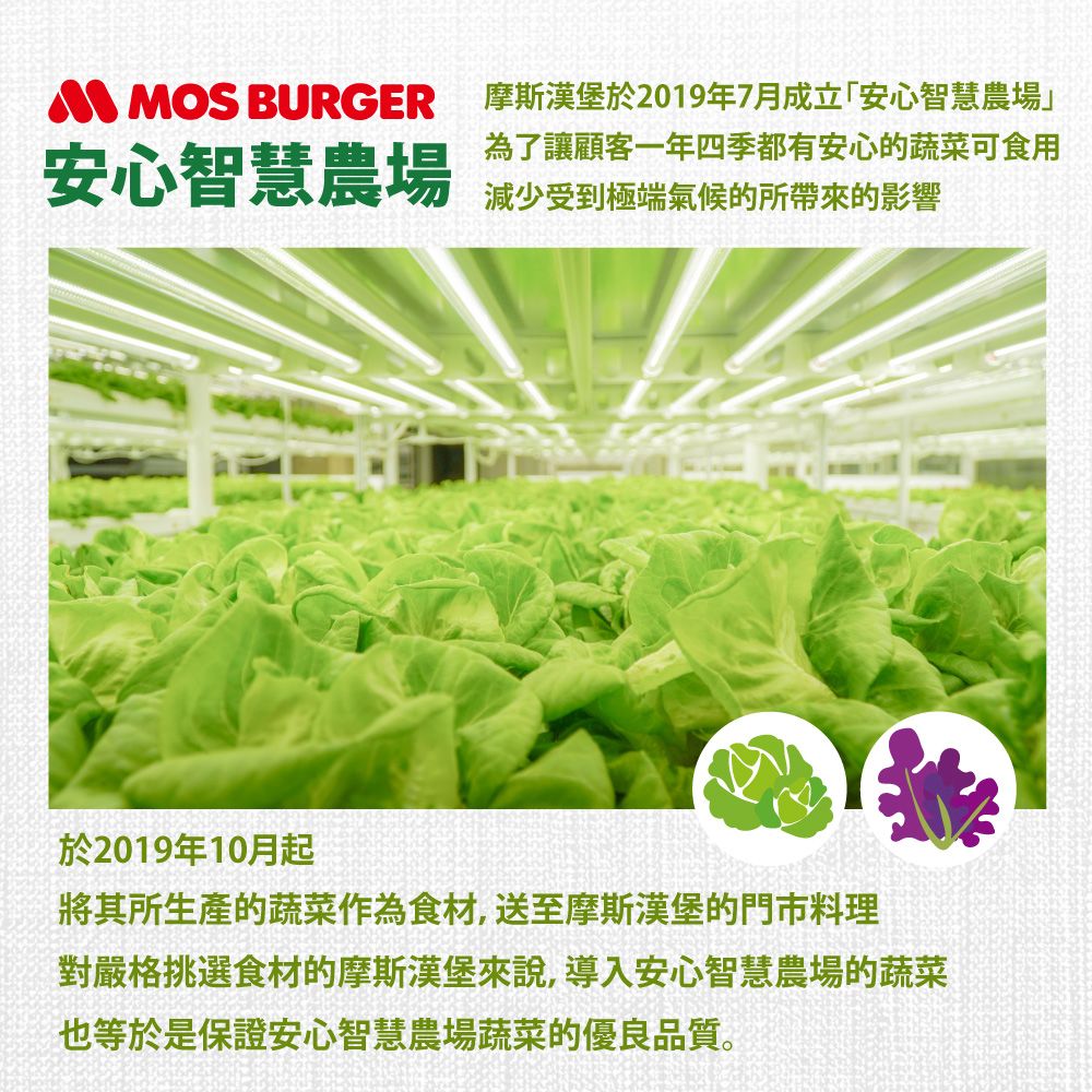 【免運】★美安獨家★摩斯安心智慧農場生菜組合
