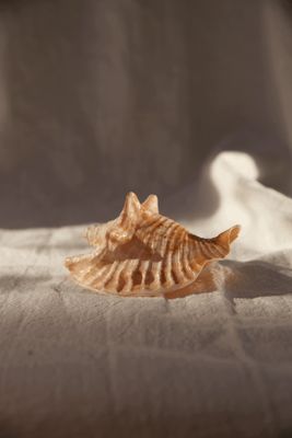Ocean treasure - Mini shell