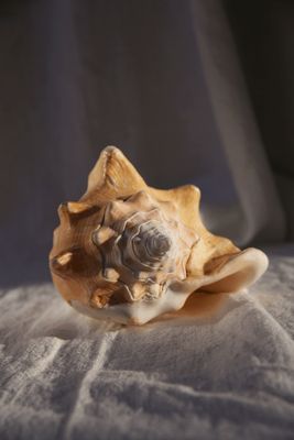 Ocean treasure - medium shell