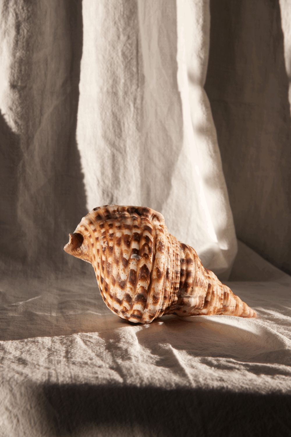 Ocean treasure - Brown shell