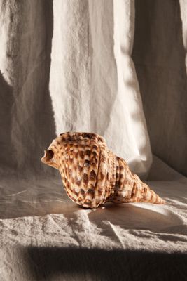Ocean treasure - Brown shell