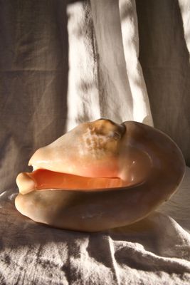 Ocean treasure - Gigantic shell