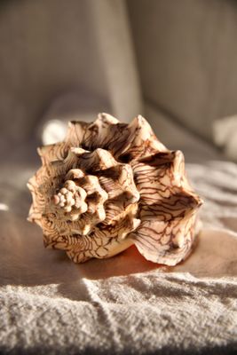 Ocean treasure - Big shell