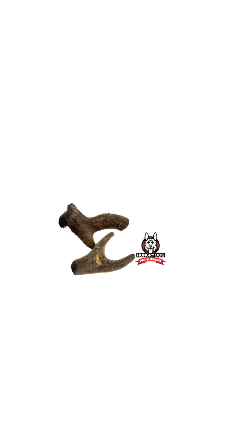 Deer Antler with Velvet