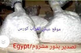 تقاوى مشروم أجاريكس-Agaricus bisporus