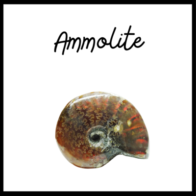 AMMOLITE