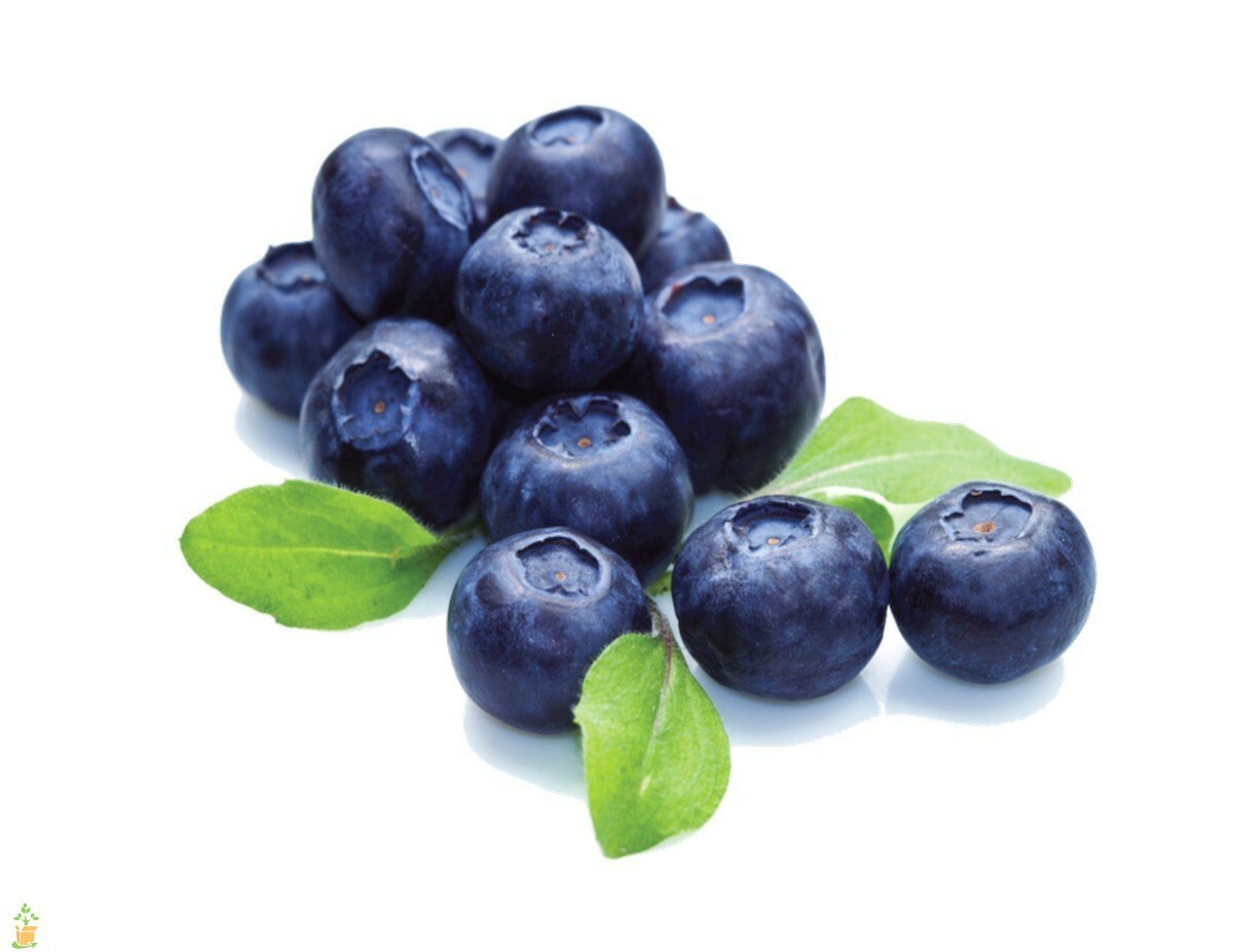 Blueberry (Container)