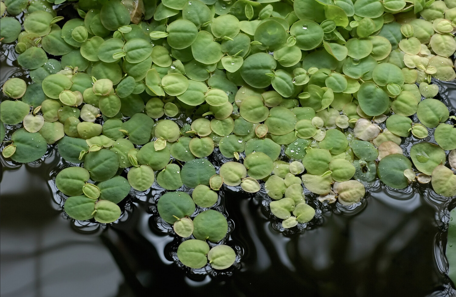 pack of 5 floating plants