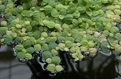 pack of 5 floating plants