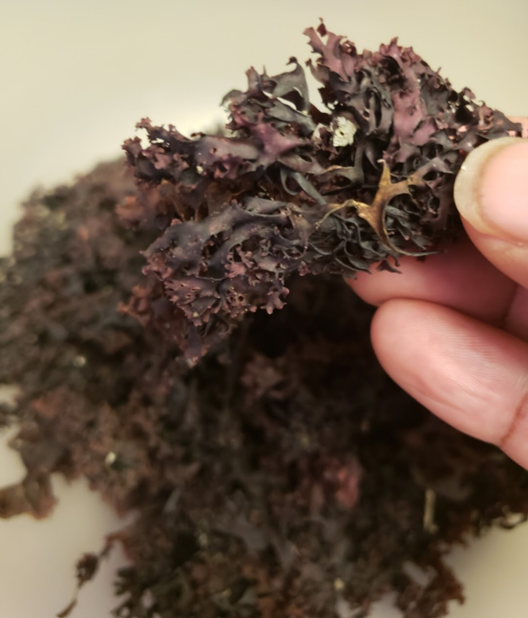 Wildcrafted Atlantic Sea Moss – Alkaline Nourishing Superfood🌿 (60)