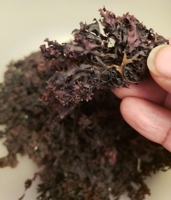 Wildcrafted Atlantic Sea Moss – Alkaline Nourishing Superfood🌿 (60)
