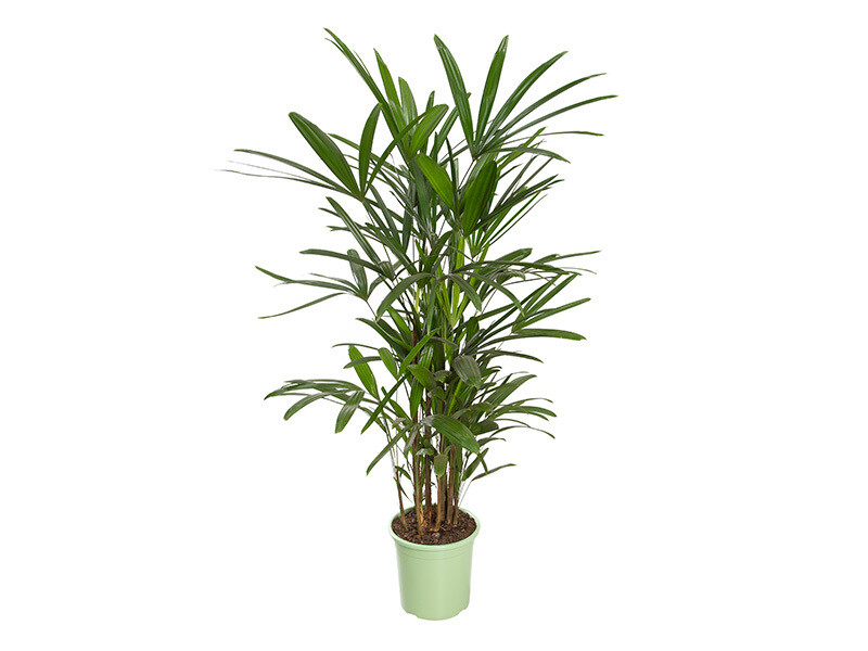 Palmera Raphis P24