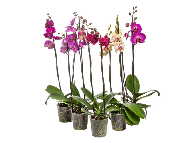 Orquídea Phalaenopsis con 2 Varas Florales P12