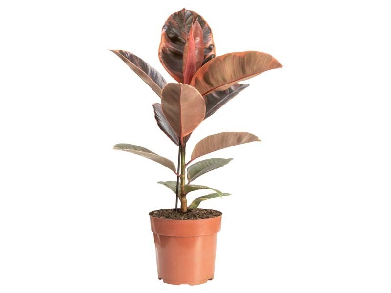Ficus elastica &#39;Ruby&#39; P17