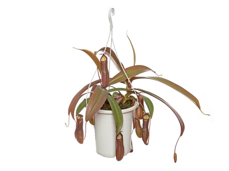 Planta Carnívora Nephentes P17