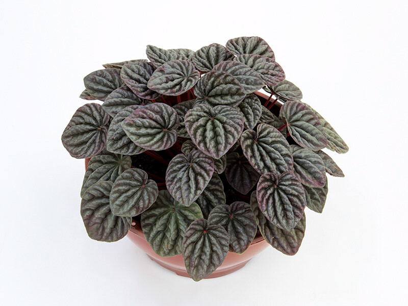 Peperomia C21